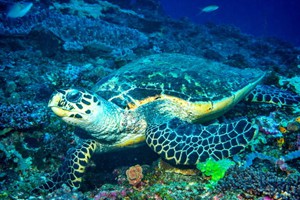 Chizavane Beach Mozambique (27)