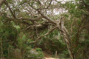 Chizavane Beach Mozambique (8)