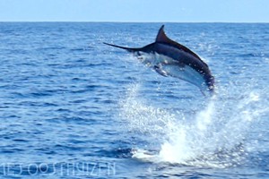 Tres Sereias Mozambique (2)