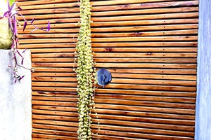 Outdoor Shower