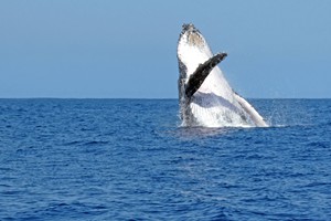 Vilanculos Beach Activities (21)