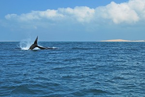 Vilanculos Beach Activities (26)