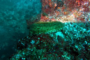 Large sea cucumber