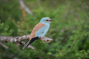 bird-watching-machangulo-monarch-maputo-special-reserve-1