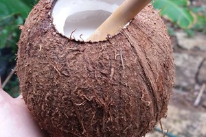 Coconut Can (7)