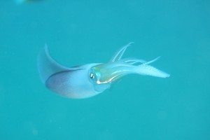 Dive Sightings (8)