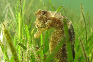 Seahorse 2