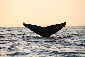 Whale tail